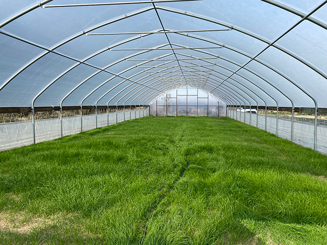 Cover crop grass growing inside of a high tunnel