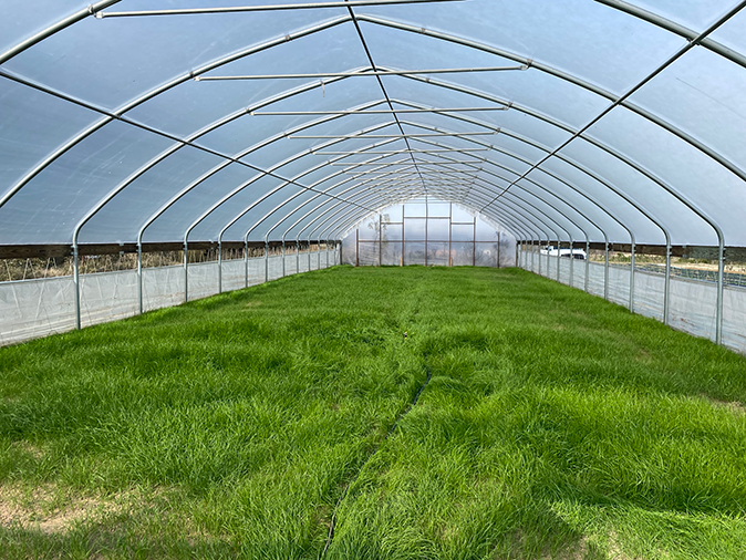 Cover crop grass growing inside of a high tunnel Cover crop grass growing inside of a high tunnel