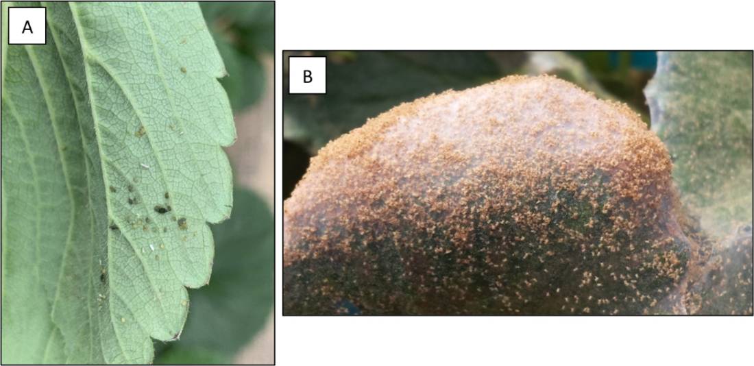 Image A: Aphids on a strawberry leaf. Image B: Two-spotted spider mite outbreak on high tunnel strawberries.