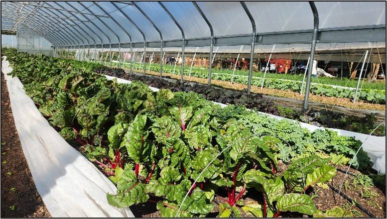 Plants growing in a high tunnel. 