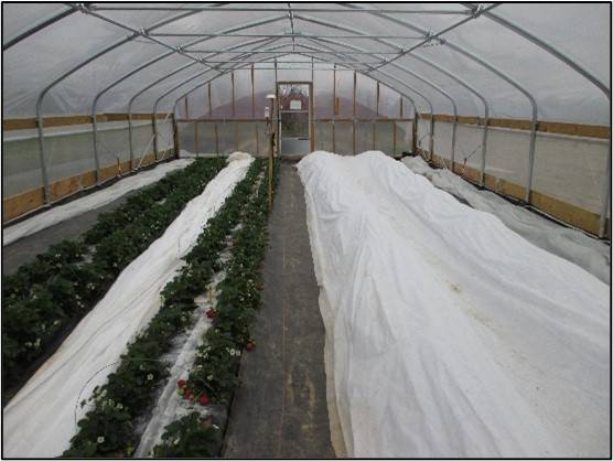 Floating row covers, or frost cloths, covering rows of strawberry plants inside a high tunnel. 