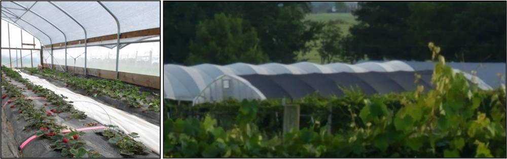 Shade cloth covering two high tunnels 
