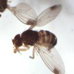 Spotted-wing drosophila