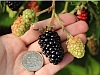 Prime-Ark® Traveler | University of Arkansas Patented Blackberries