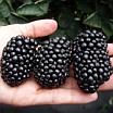 University of Arkansas hand-sized blackberries