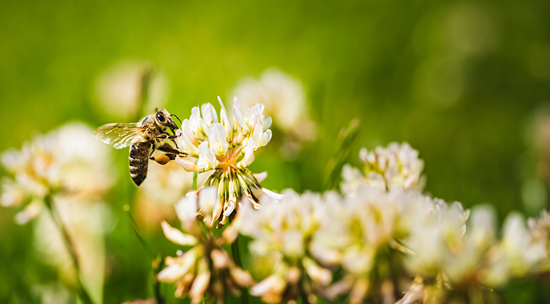 Honeybeed sitting on a clover flower
