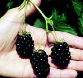 'Apache' | University of Arkansas Patented Blackberries