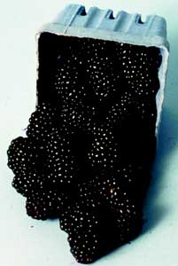 'Chickasaw' | University of Arkansas Patented Blackberries