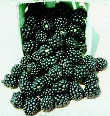 'Navaho' | University of Arkansas Patented Blackberries