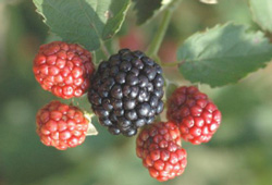 'Osage' | University of Arkansas Patented Blackberries