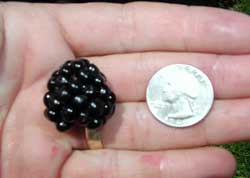 'Ouachita' | University of Arkansas Patented Blackberries