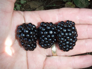 Prime-Ark® 45 | University of Arkansas Patented Blackberries