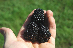 Prime-Ark® Freedom | University of Arkansas Patented Blackberries