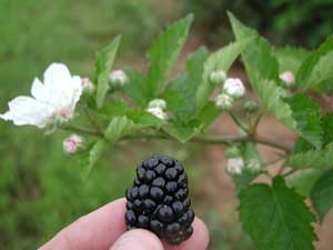Prime-Jan® | University of Arkansas Patented Blackberries