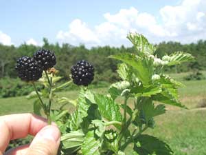 Prime-Jim® | University of Arkansas Patented Blackberries