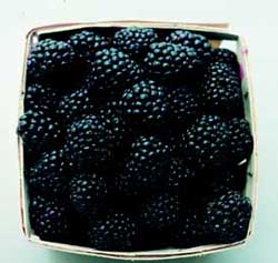 'Shawnee' | University of Arkansas Patented Blackberries