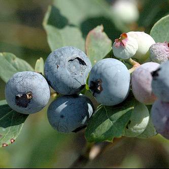 Where can you find blueberries in Arkansas?