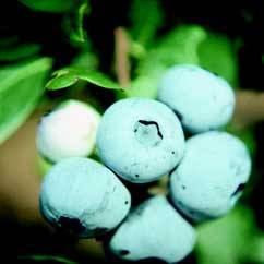 'Ozarkblue' | University of Arkansas Non-Patented Blueberry