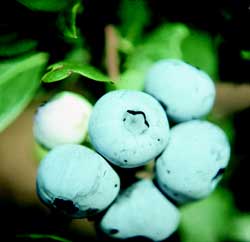 'Ozarkblue' | University of Arkansas Patented Blueberries