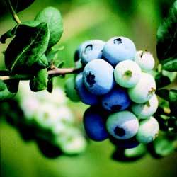 'Summit' | University of Arkansas Non-Patented Blueberry