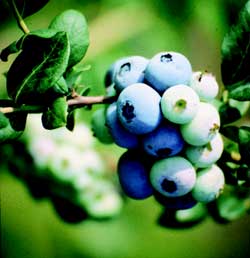'Summit' | University of Arkansas Patented Blueberries