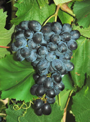 'Faith' | University of Arkansas Patented Grapes