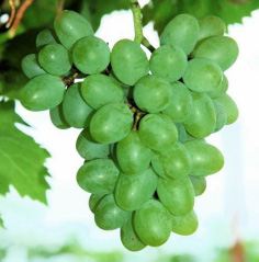 'Gratitude' | University of Arkansas Patented Grapes