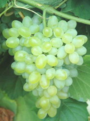 'Hope' | University of Arkansas Patented Grapes