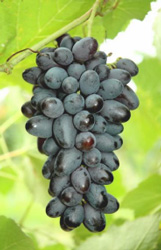 'Joy' | University of Arkansas Patented Grapes