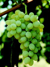 'Neptune' | University of Arkansas Patented Grapes