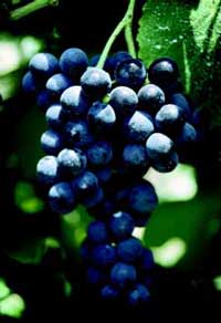 'Venus' | University of Arkansas Patented Grapes