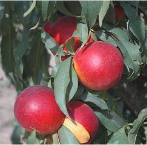 'Amoore Sweet' | University of Arkansas Nectarines