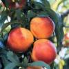 'Arrington' | University of Arkansas Nectarines