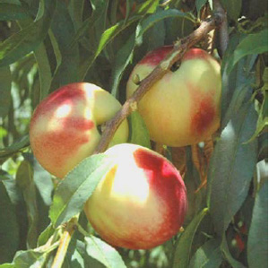 'Bowden' | University of Arkansas Nectarines