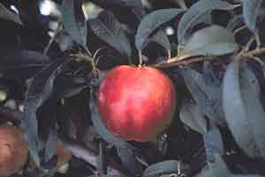 'Bradley' | University of Arkansas Nectarines