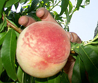 'White Cloud' | University of Arkansas Fresh-Market Peaches