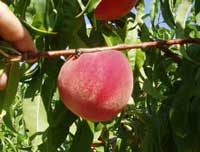 'White County' | University of Arkansas Fresh-Market Peaches