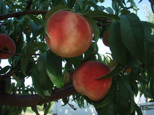 'White Diamond' | University of Arkansas Fresh-Market Peaches