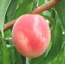 'White River' | University of Arkansas Fresh-Market Peaches
