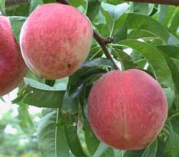 'White Rock' | University of Arkansas Fresh-Market Peaches