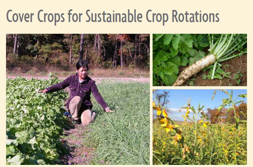 Cover Crops for Sustainable Crop rotations, below title are three pictures: one of a tillage radish, one of sun hemb and one of a researcher sitting in a cover crop field