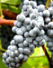 Enchantment | University of Arkansas Patented Grapes