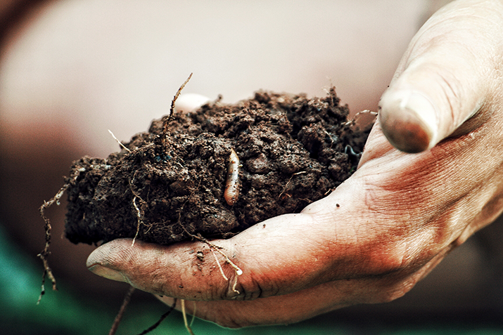 Hand holding soil with earthworms and roots 