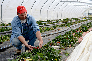 High Tunnel Berries | Arkansas Extension