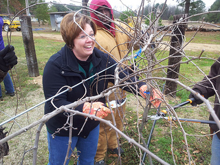Grapevine Pruning at the Howard County Learning Farm | Fruits & Nuts | Farm & Ranch | Arkansas Extension