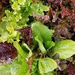 mixed leaf lettuce