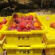 box of peaches in field