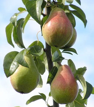 Pears | Fruits & Nuts | Arkansas