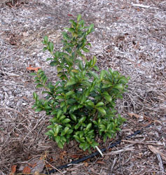 Picture of Cleyera japonica. Link to larger picture. Select back button to return.