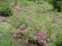 Picture of Indigofera heterantha flower and form. Link to larger picture. Select back button to return.